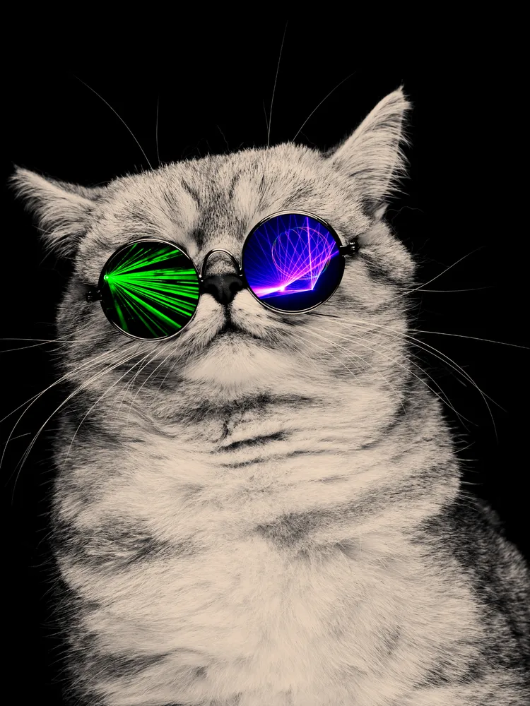 Cat's Dream